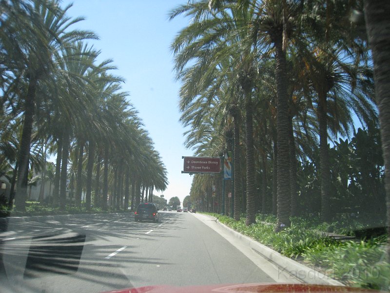 Disneyland 2010 HM Expo 0080.JPG - ... or you could drive and park for free if you were staying less than 3 hours. Lots of palm trees... with a great reflection off the windshield.